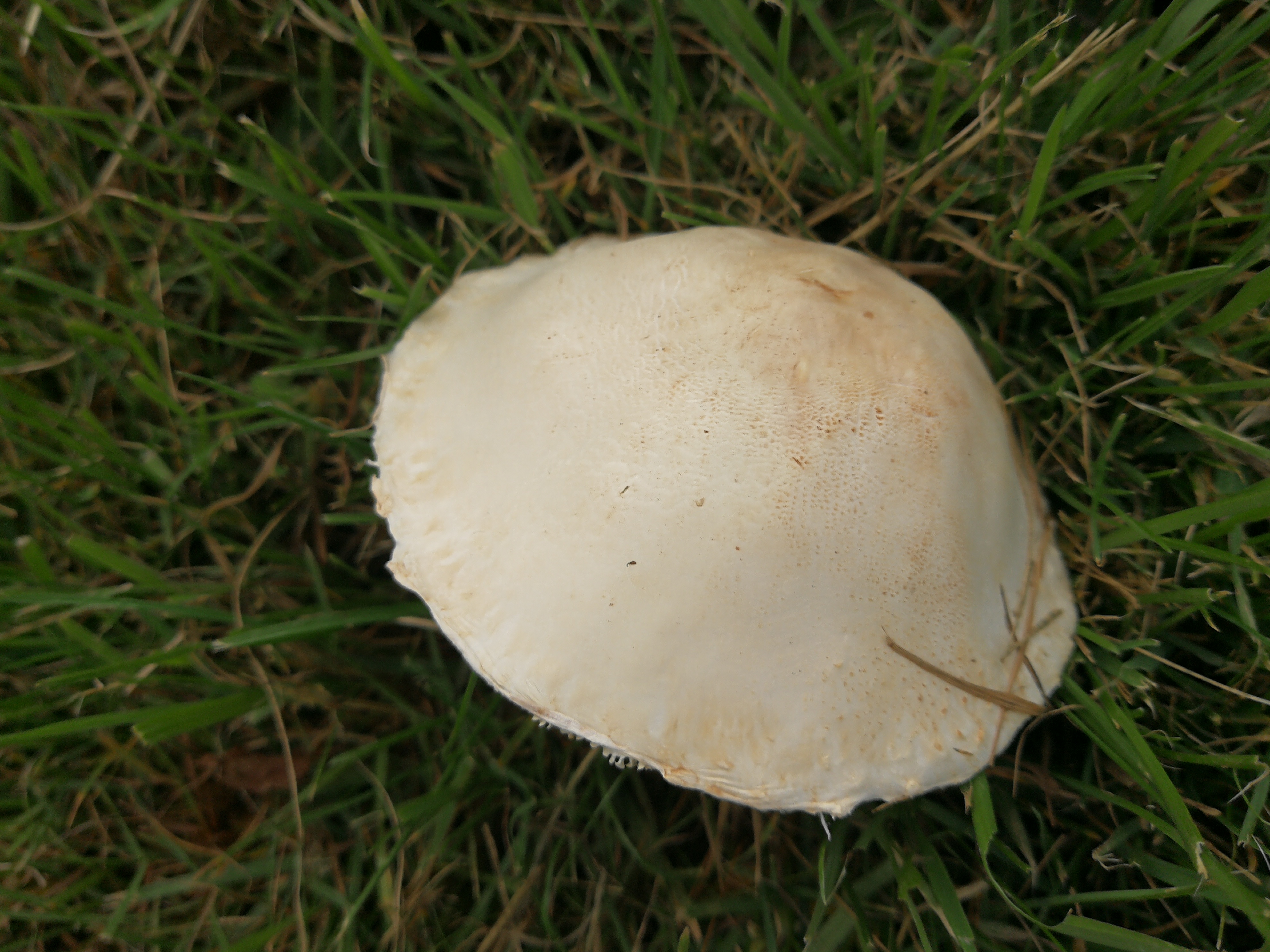 Seidiger Egerlingsschirmling - Blick von schräg oben auf die feinschorfige bis leicht rissige Hutoberfläche. Der Scheitel ist leicht dunkler. 